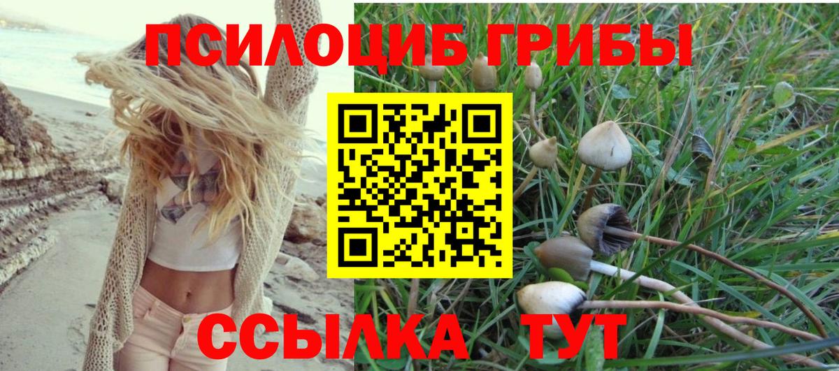 Псилоцибиновые грибы Psilocybe Кирово-Чепецк