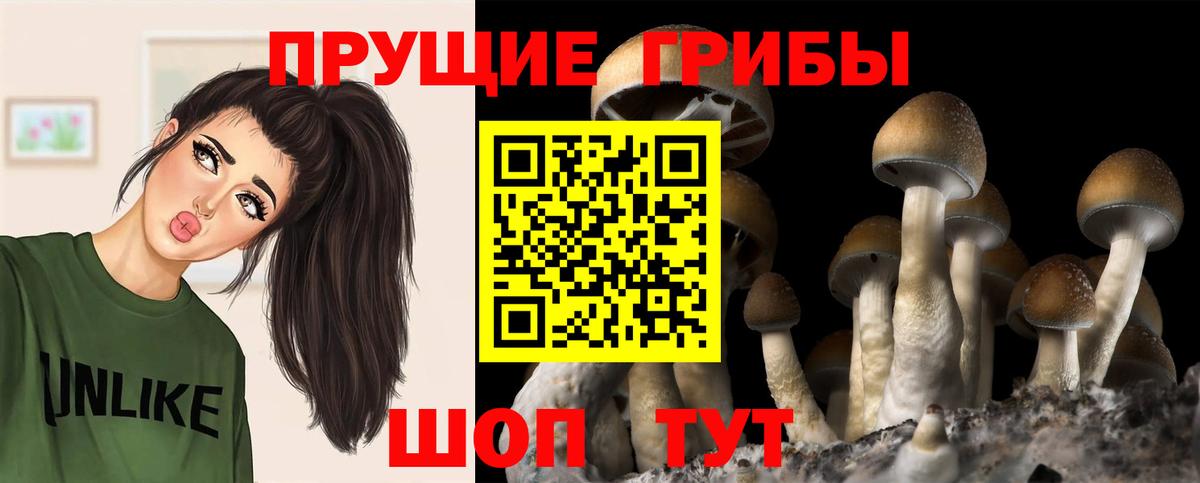 Галлюциногенные грибы Psilocybe Кирово-Чепецк